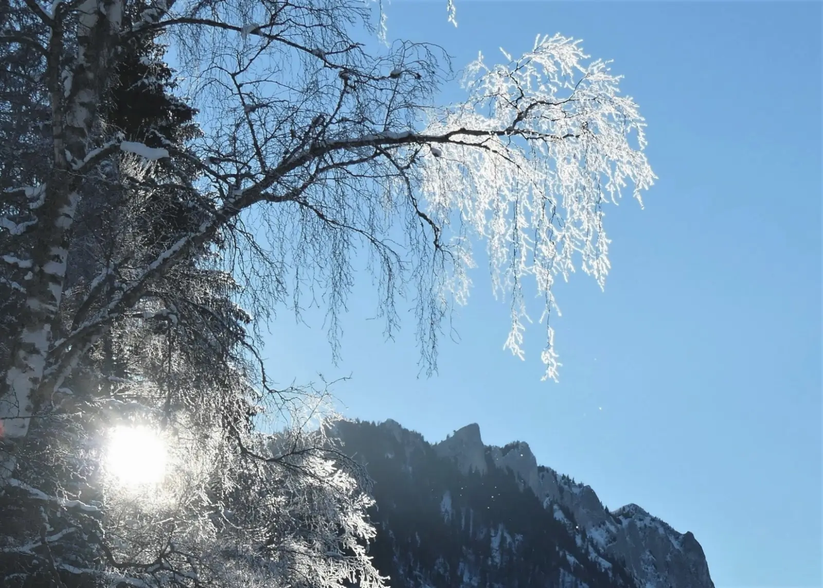 Poésies-Photos 2024 — janvier, arbres givrés au Lac Noir