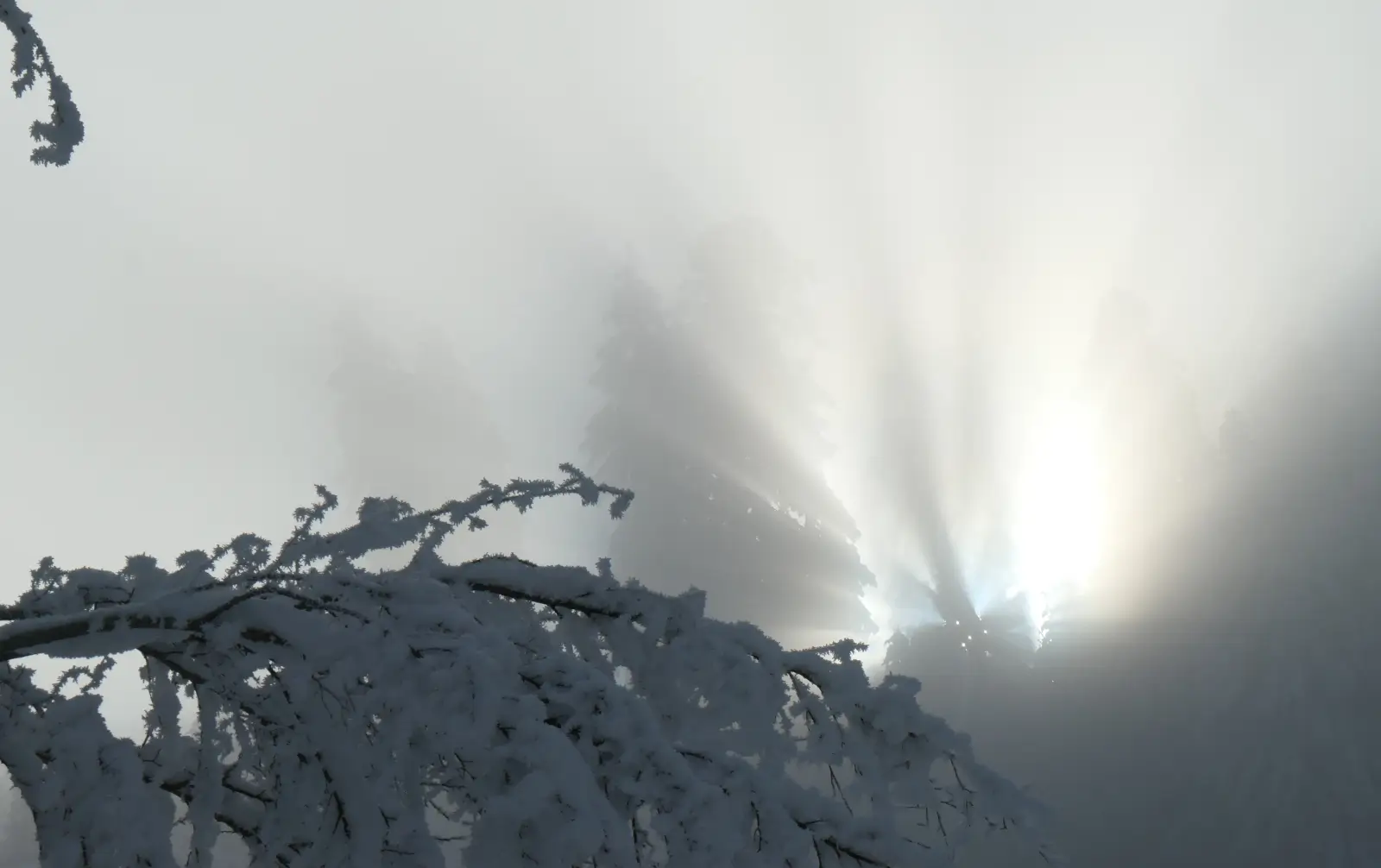 Poésies-Photos 2025 — janvier, brouillard dans la région du Gantrisch