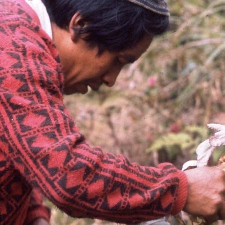 Campesino Indio